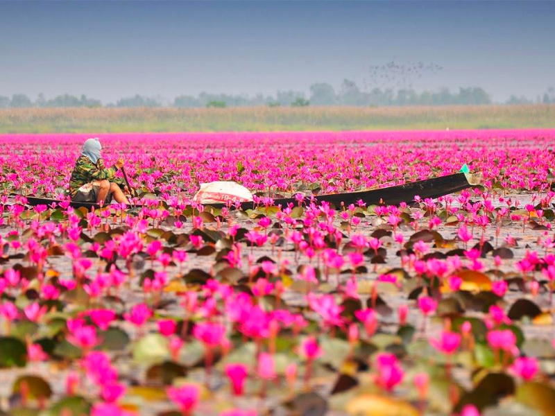 đồng súng_ du lịch Lion Trip
