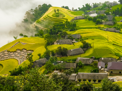 ruộng bậc thang_ du lịch Lion Trip