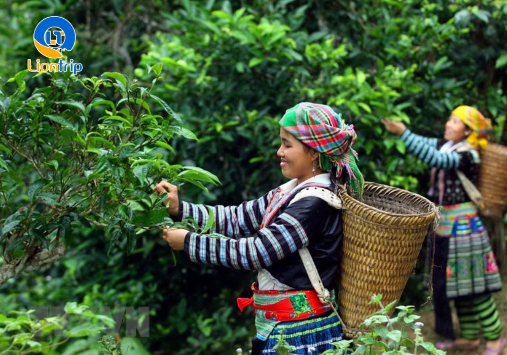 Người dân thu hoạch chè shan tuyết