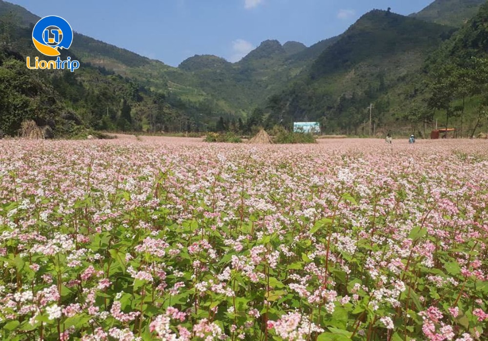 Cánh đồng hoa tam giác mạch Sủng Là