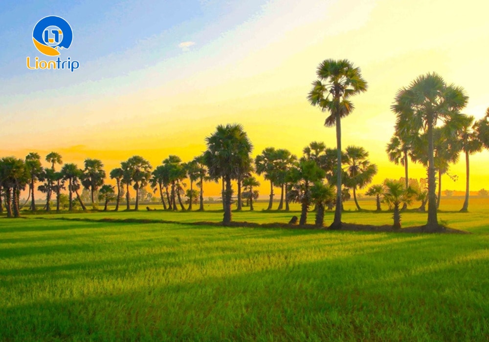 Cánh đồng thốt nốt An Giang gây ấn tượng mạnh mẽ nhờ vẻ đẹp hoang sơ