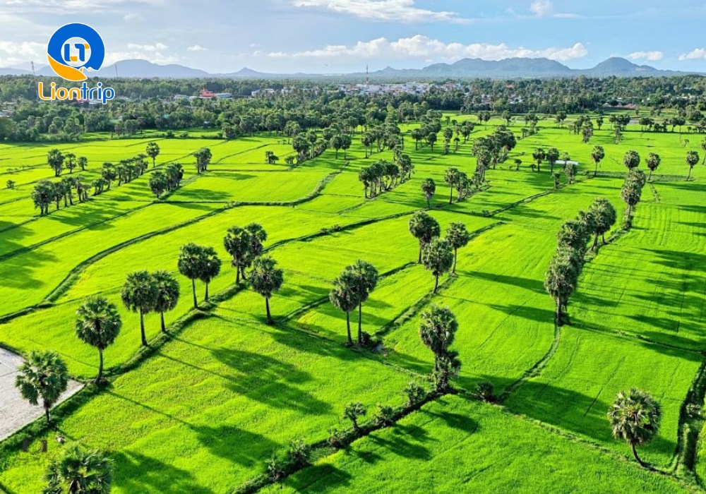 Cánh đồng thốt nốt An Giang nằm ở huyện Tri Tôn và huyện Tịnh Biên, thuộc vùng Bảy Núi