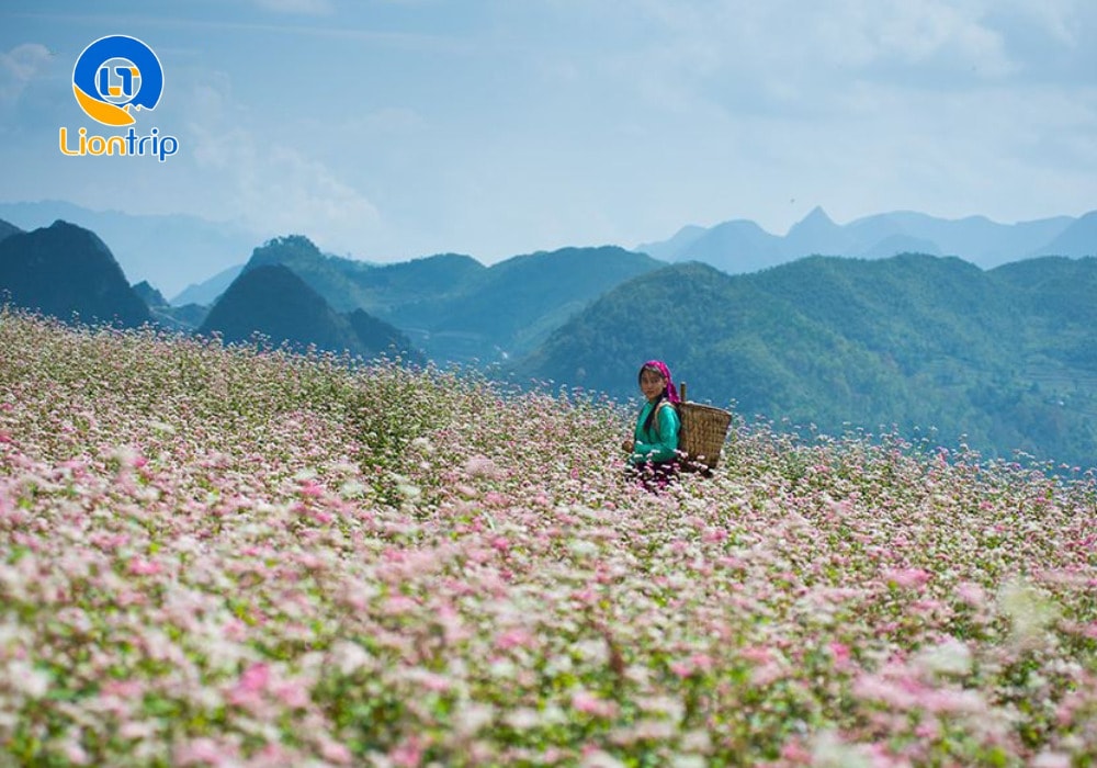 Cao nguyên đá Đồng Văn