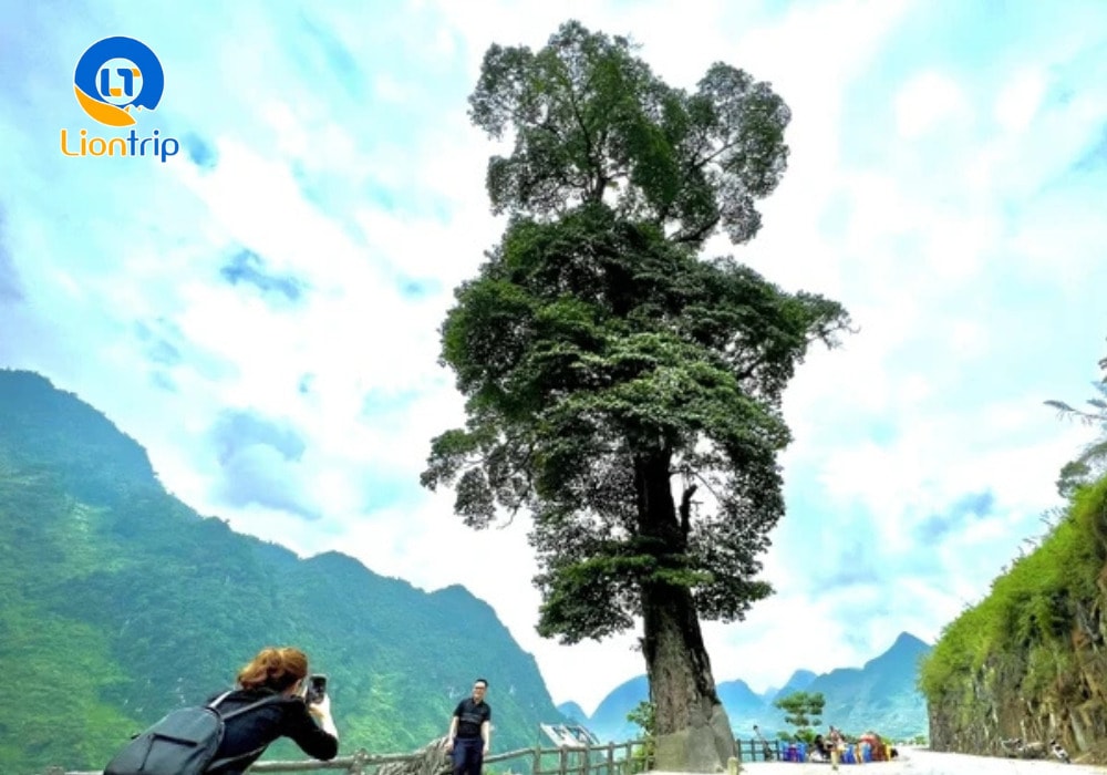 Cây cô đơn Hà Giang