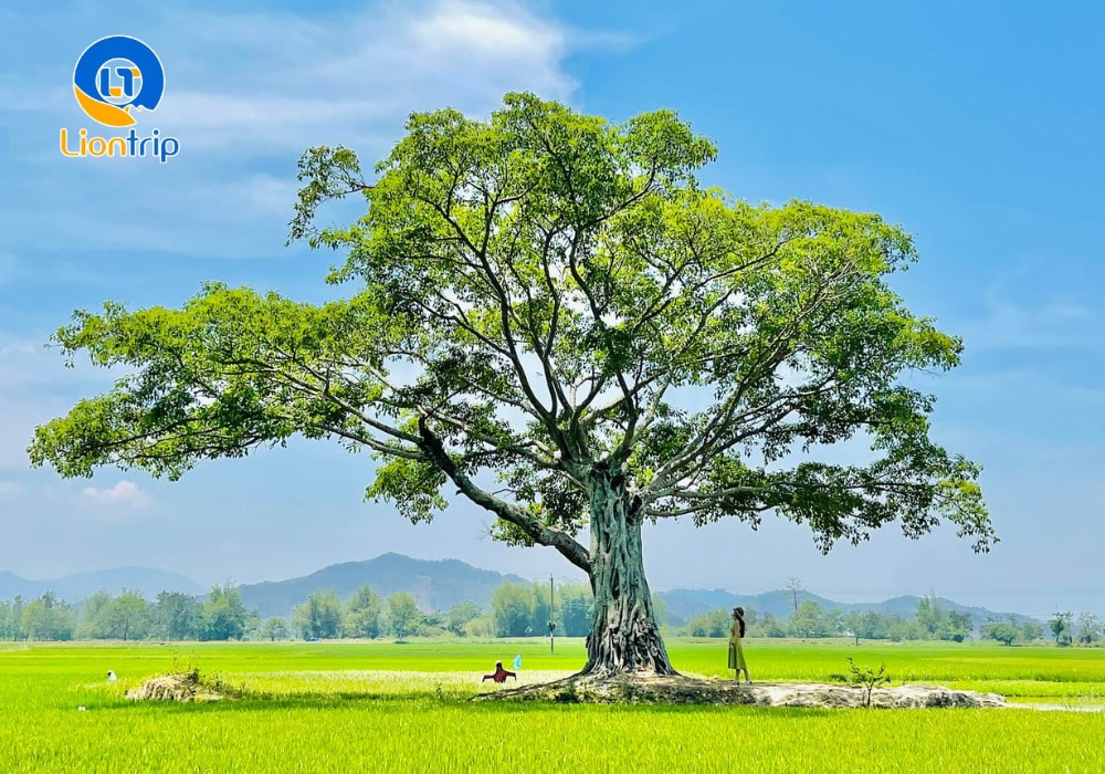 Cây cô đơn Hồ Lắk