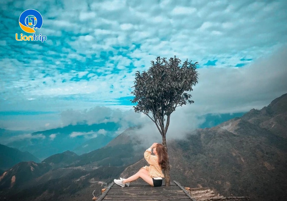 Cây cô đơn Sapa