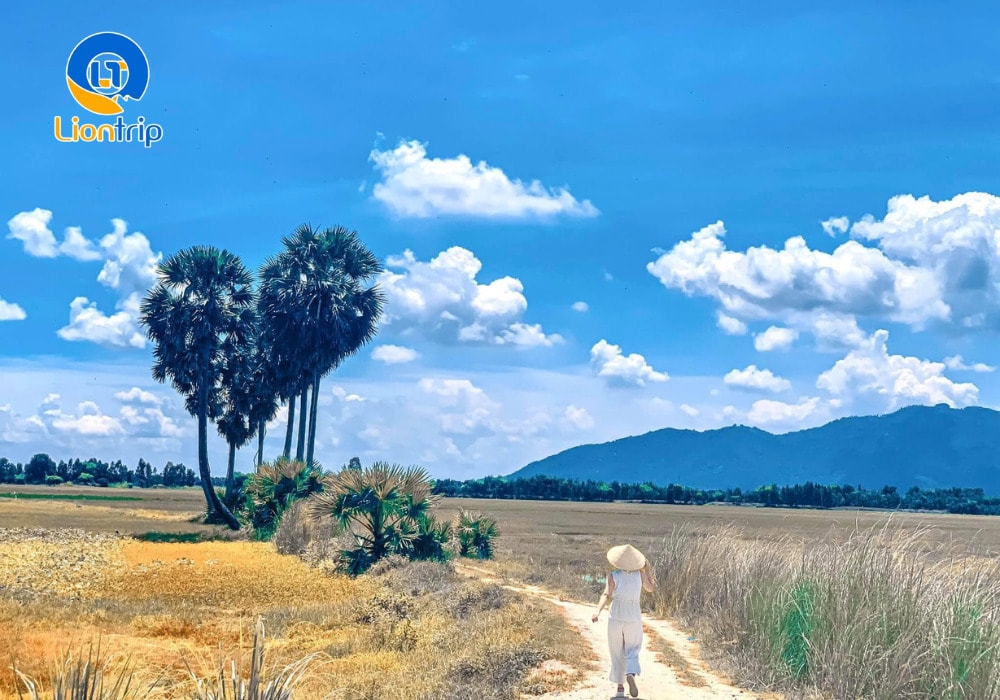 Cây cô đơn thốt nốt hình trái tim An Giang