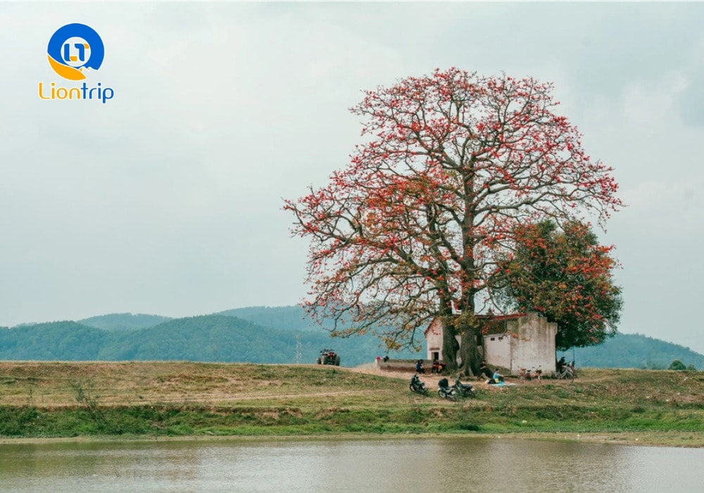 Cây gạo cô đơn ở Bắc Giang