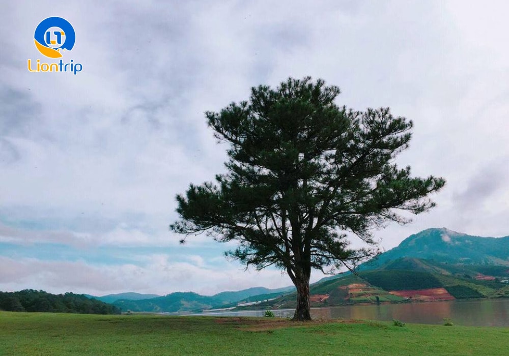 Cây thông cô đơn Đà Lạt