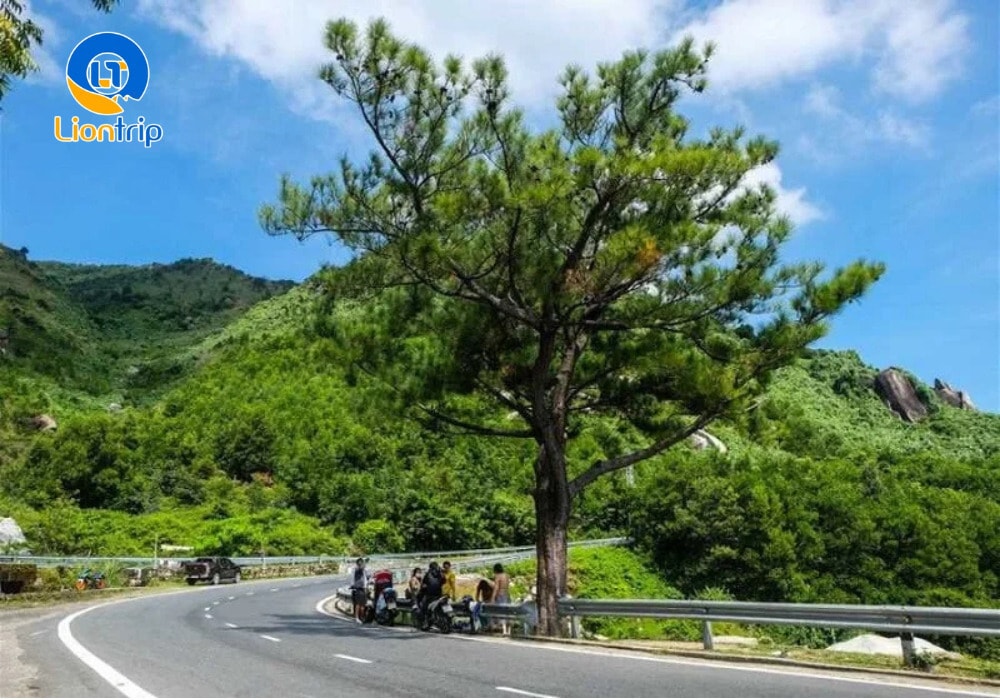 Cây thông cô đơn trên đèo Hải Vân