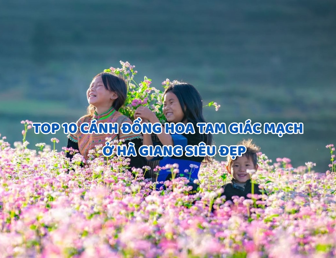 Check-in ngay Top 10 cánh đồng hoa tam giác mạch Hà Giang siêu đẹp