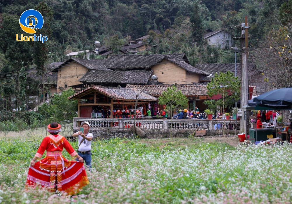 Chiêm ngưỡng cánh đồng hoa tam giác mạch