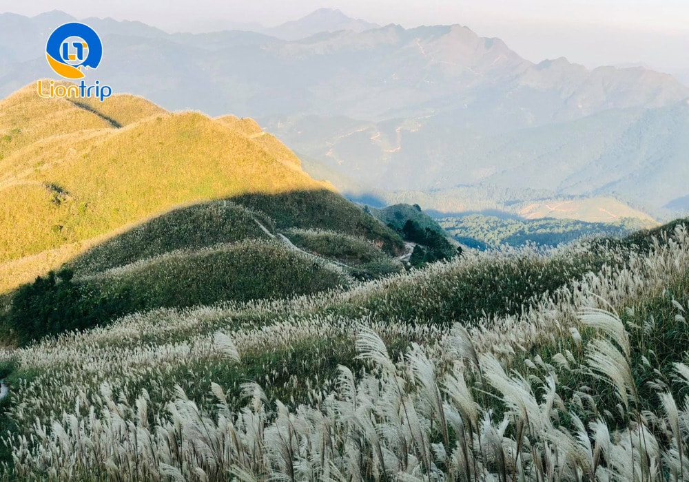 Đồi cỏ lau Bình Liêu Đồi cỏ lau Bình Liêu