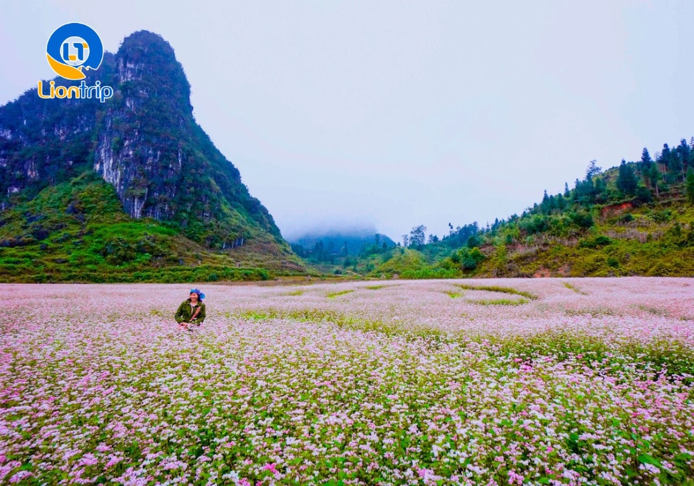 Ngắm mùa hoa tam giác mạch nở rộ
