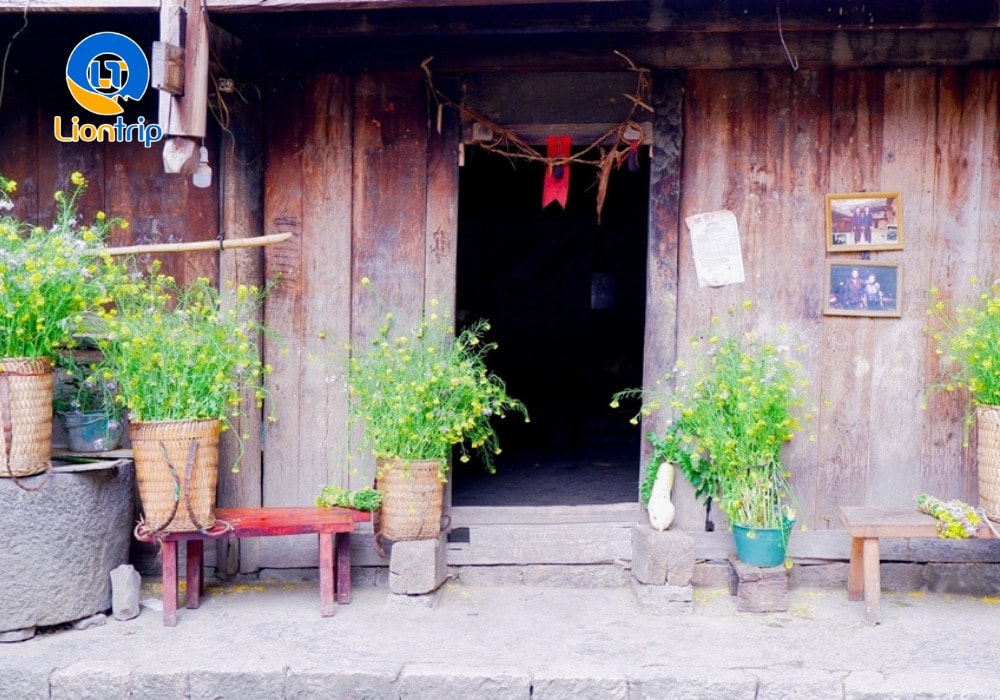 Ngắm nhìn hoa cải vàng