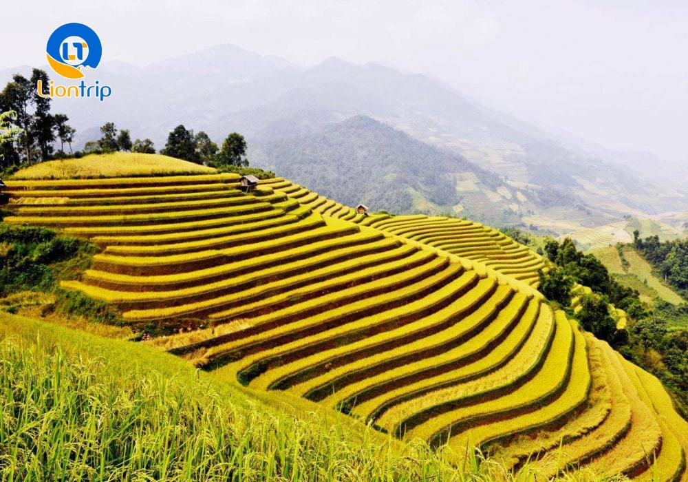 Ruộng bậc thang Hoàng Su Phì - Hà Giang
