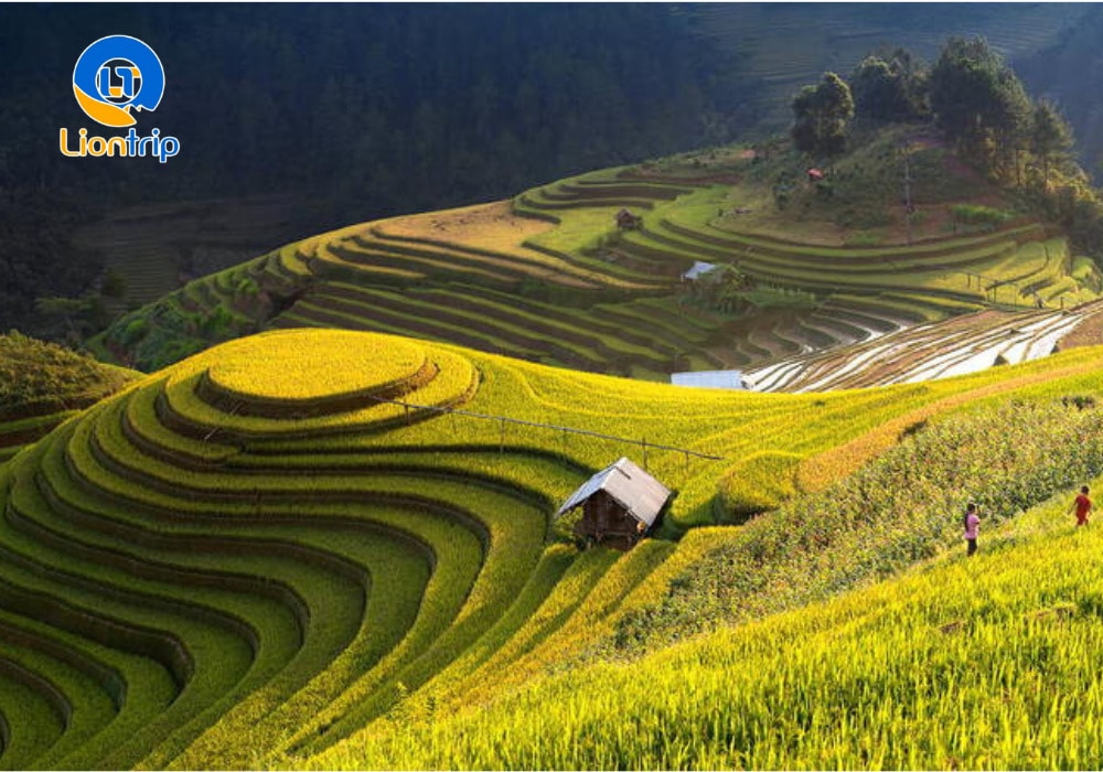 Ruộng bậc thang Mù Cang Chải (Yên Bái)