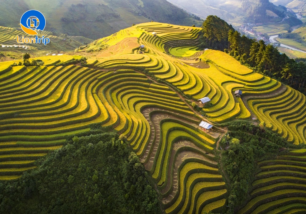 Ruộng bậc thang Tú Lệ (Yên Bái)
