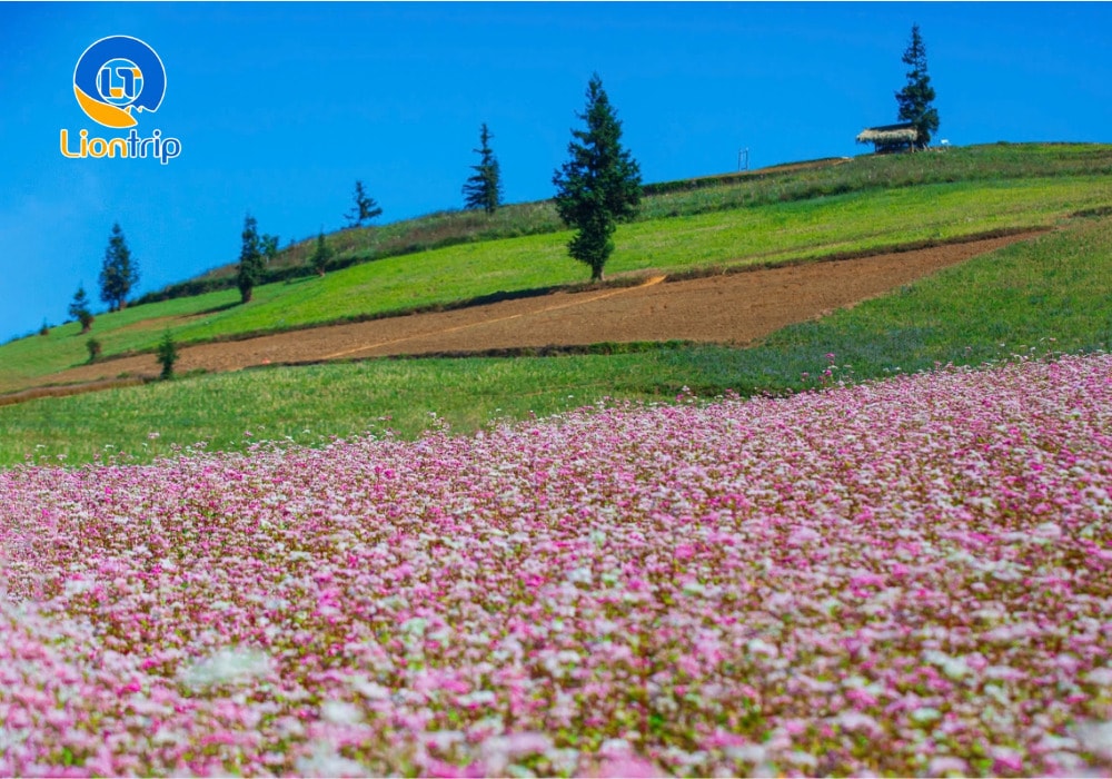 Thảo nguyên Suôi Thầu