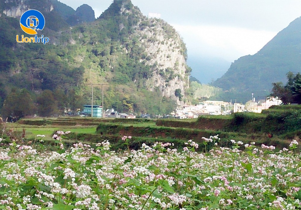 Thị trấn Phó Bảng