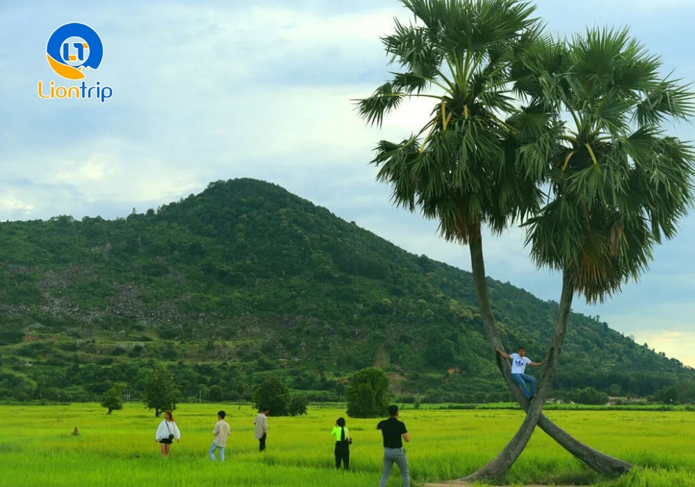 Thời điểm lý tưởng để đi du lịch cánh đồng thốt nốt