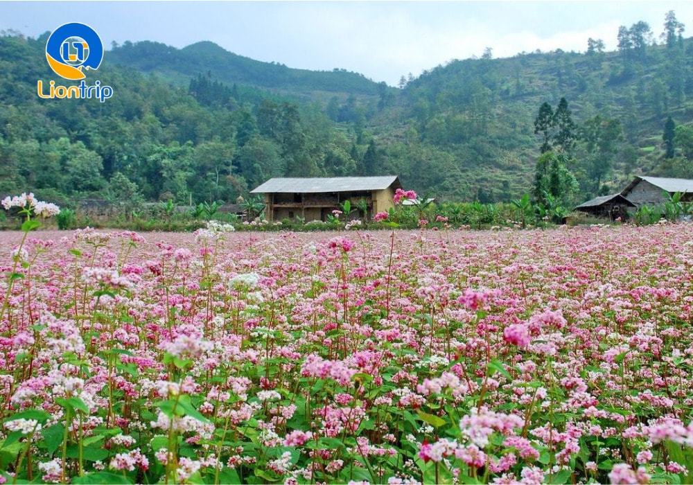 Thời điểm lý tưởng để ngắm cánh đồng hoa tam giác mạch Hà Giang đẹp nhất