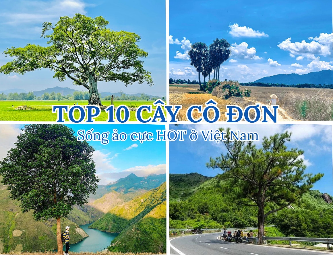 Top 10 cây cô đơn sống ảo cực hot ở Việt Nam không thể bỏ lỡ