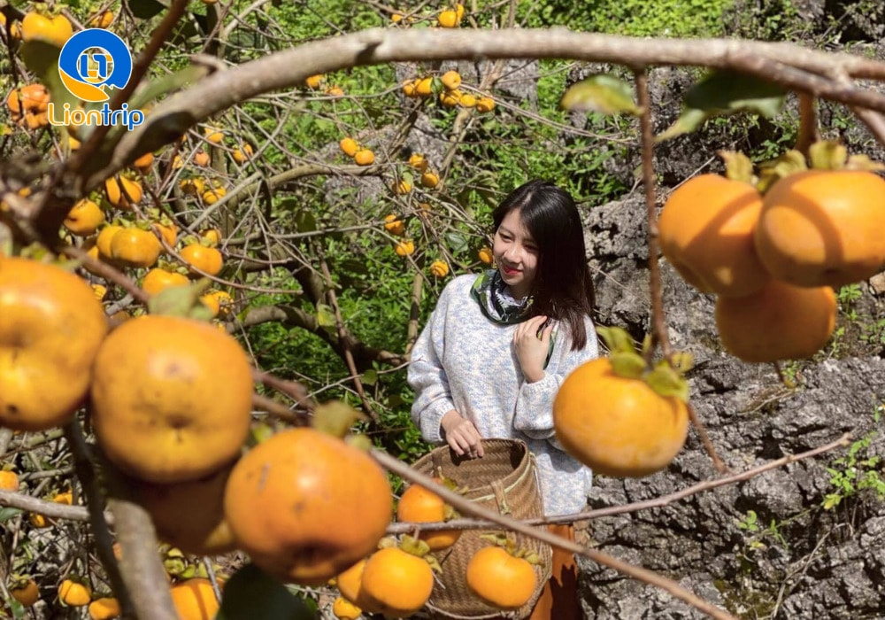 Bản Ba Phách được ví như “thiên đường hoa và trái ngọt” của Mộc Châu Bản Ba Phách được ví như “thiên đường hoa và trái ngọt” của Mộc Châu