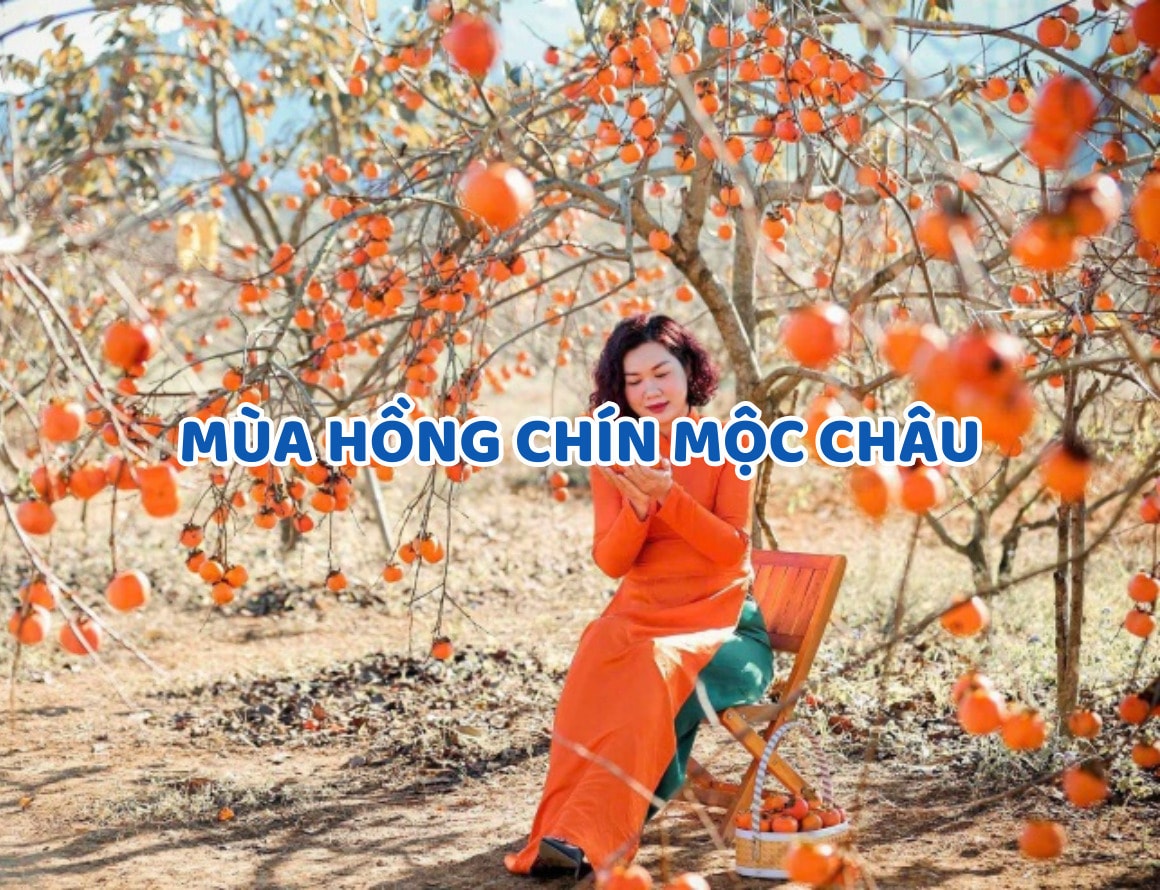 “Bỏ túi” kinh nghiệm du lịch mùa hồng chín Mộc Châu cho “dân mê xê dịch”