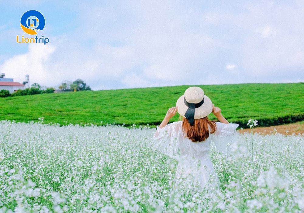 Chiêm ngưỡng vẻ đẹp của mùa hoa cải trắng Chiêm ngưỡng vẻ đẹp của mùa hoa cải trắng