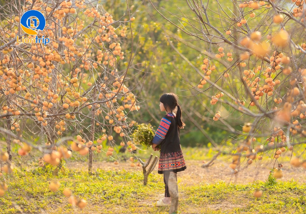 Chiêm ngưỡng vẻ đẹp của vườn hồng chín rực Chiêm ngưỡng vẻ đẹp của vườn hồng chín rực