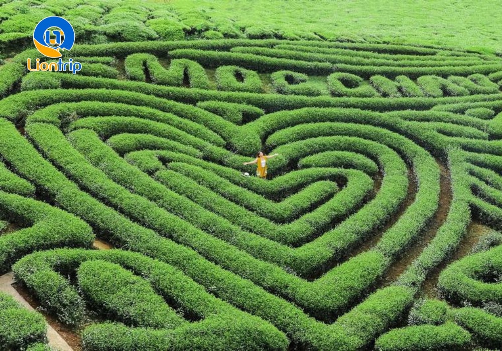 Đồi chè trái tim Đồi chè trái tim