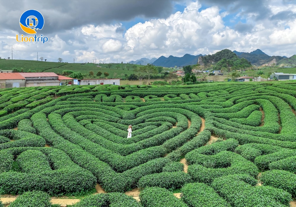 Đồi chè Trái Tim