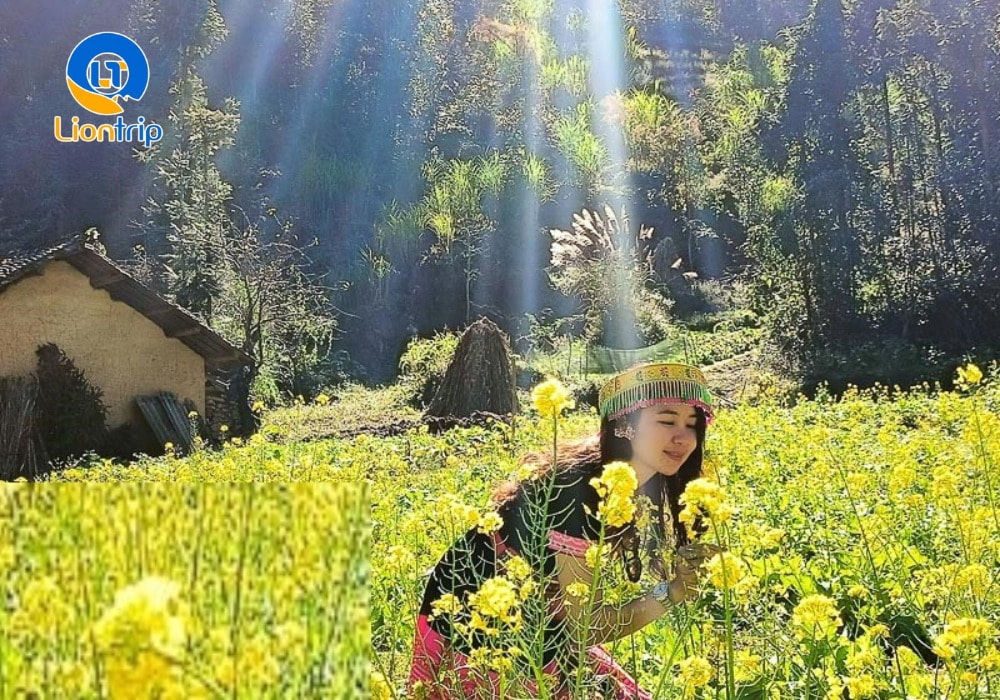 Du khách check-in với cánh đồng hoa cải vàng