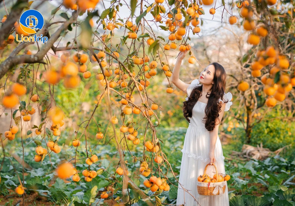 Du khách tự tay hái hồng chín tại vườn Du khách tự tay hái hồng chín tại vườn