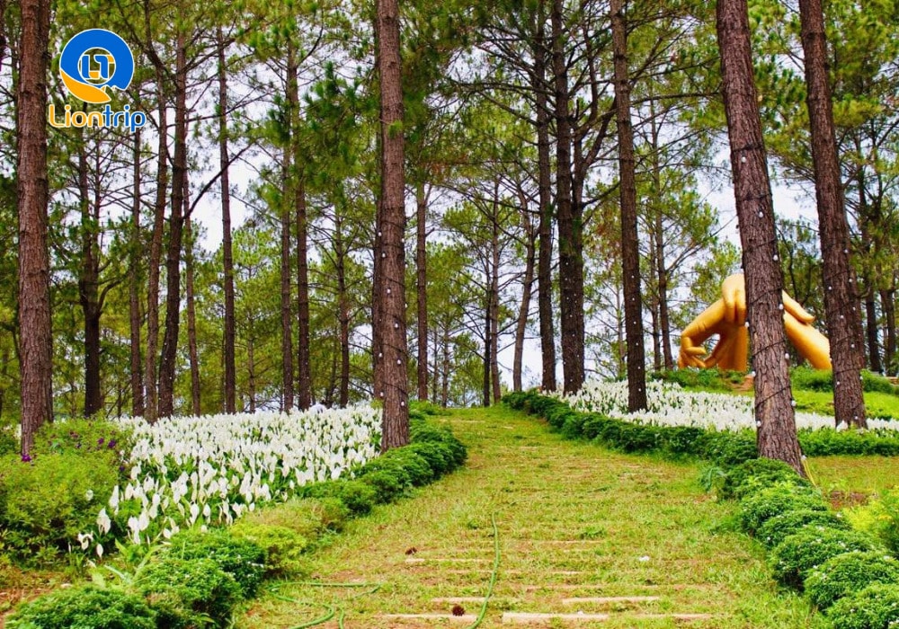 Đường đi đến rừng thông Bản Áng khá thuận tiện Đường đi đến rừng thông Bản Áng khá thuận tiện