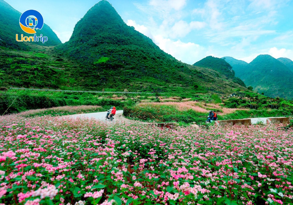Hà Giang được ví như “thiên đường hoa” nơi địa đầu Tổ quốc