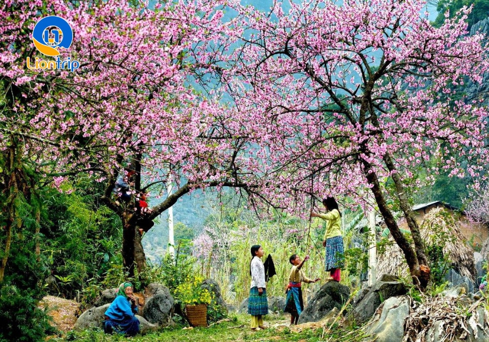 Hoa đào hồng thắm nở rộ trên miền cao nguyên đá Hà Giang