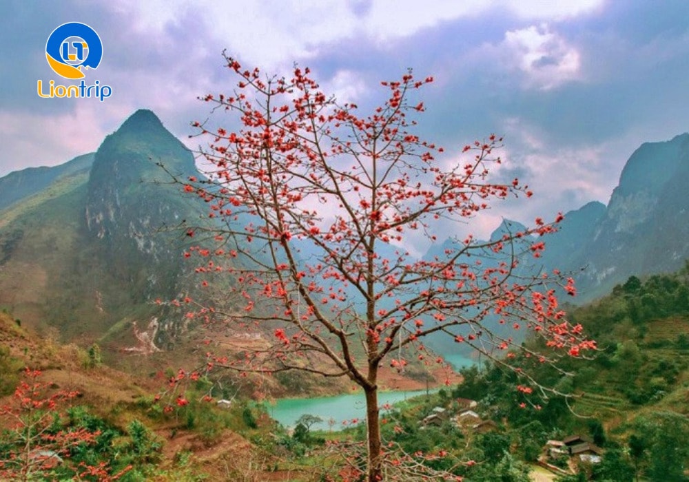 Hoa gạo rực đỏ nở khắp núi rừng