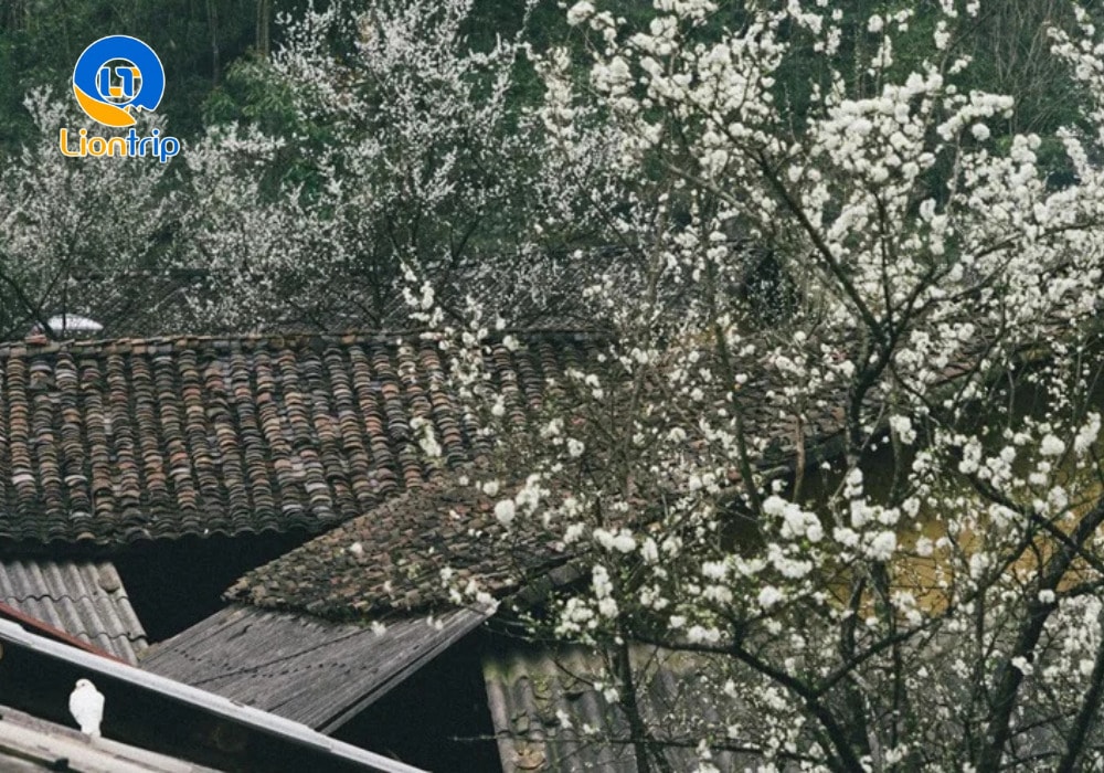 Hoa mận trắng tô điểm cho mái nhà trình tường