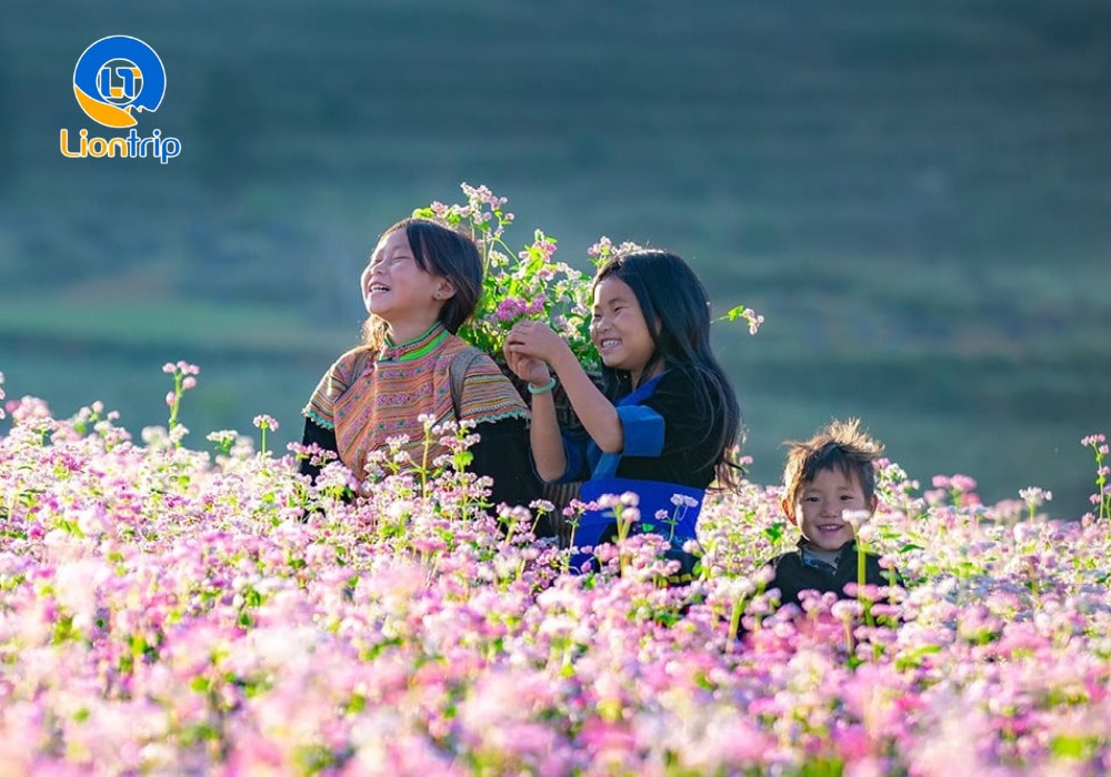 Hoa tam giác mạch là loài hoa biểu tượng của Hà Giang