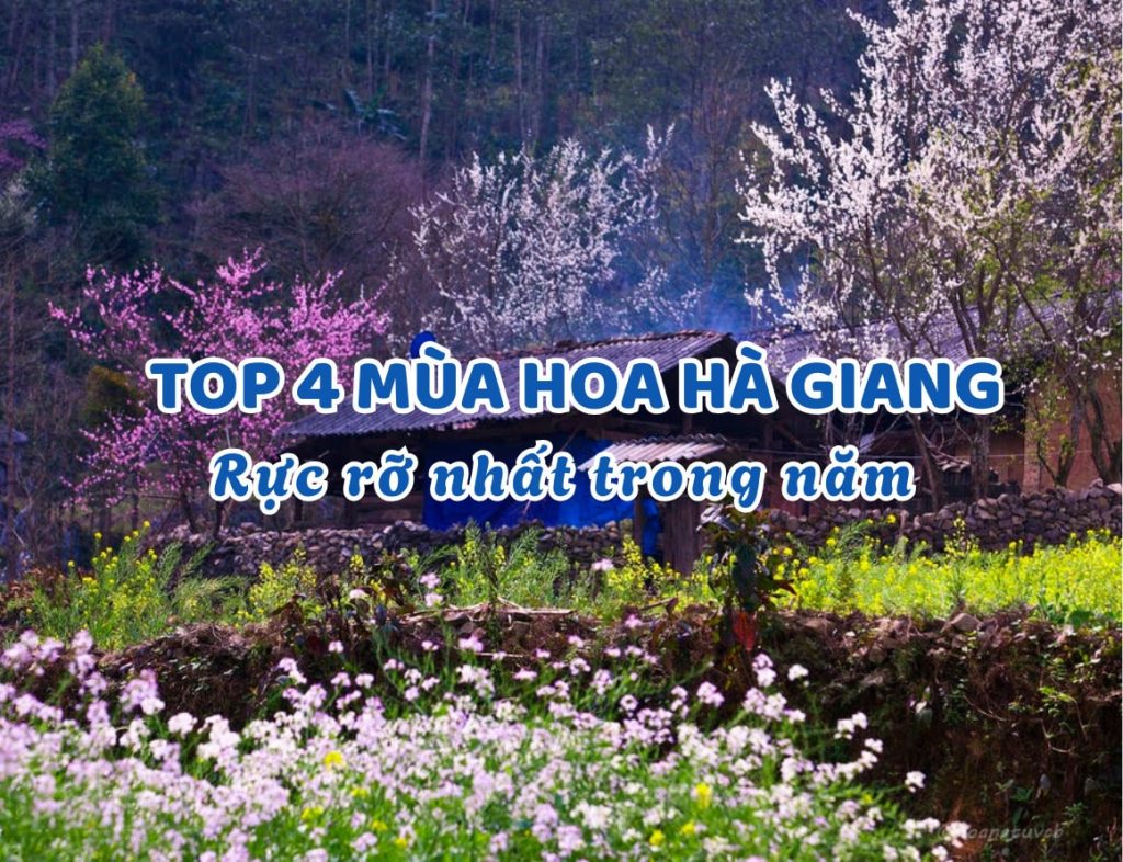Khám phá 4 mùa hoa Hà Giang rực rỡ nhất trong năm
