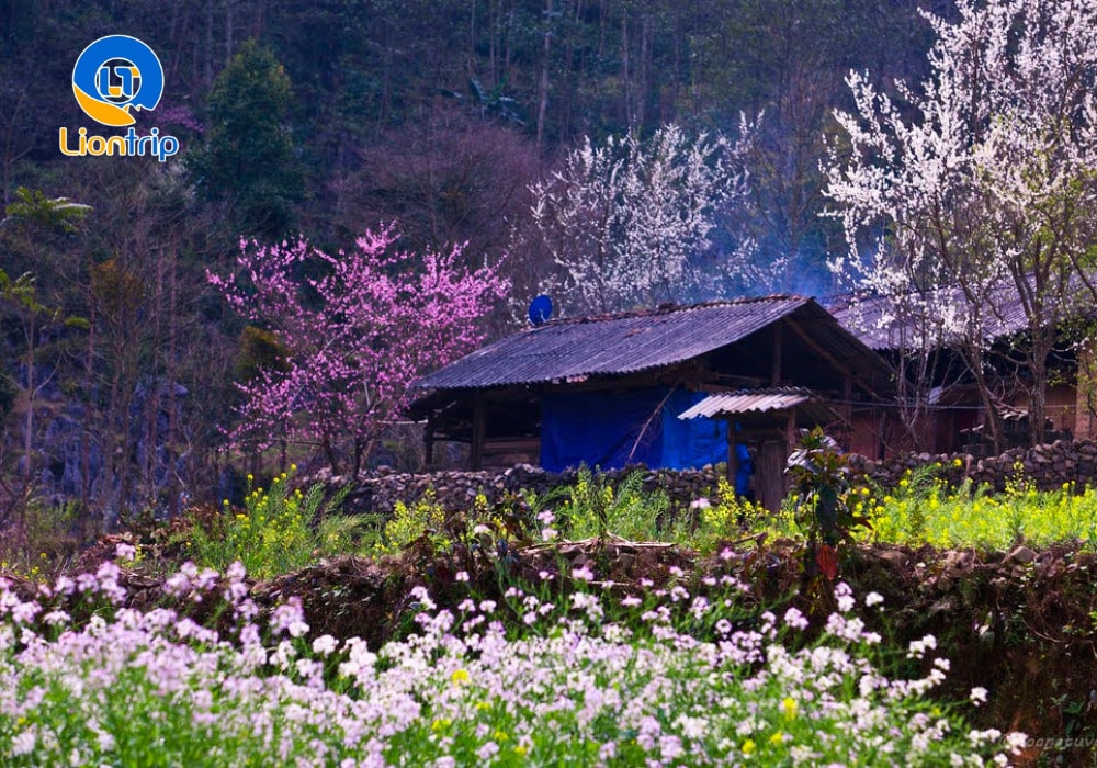 Một số kinh nghiệm quan trọng khi du lịch ngắm hoa Hà Giang