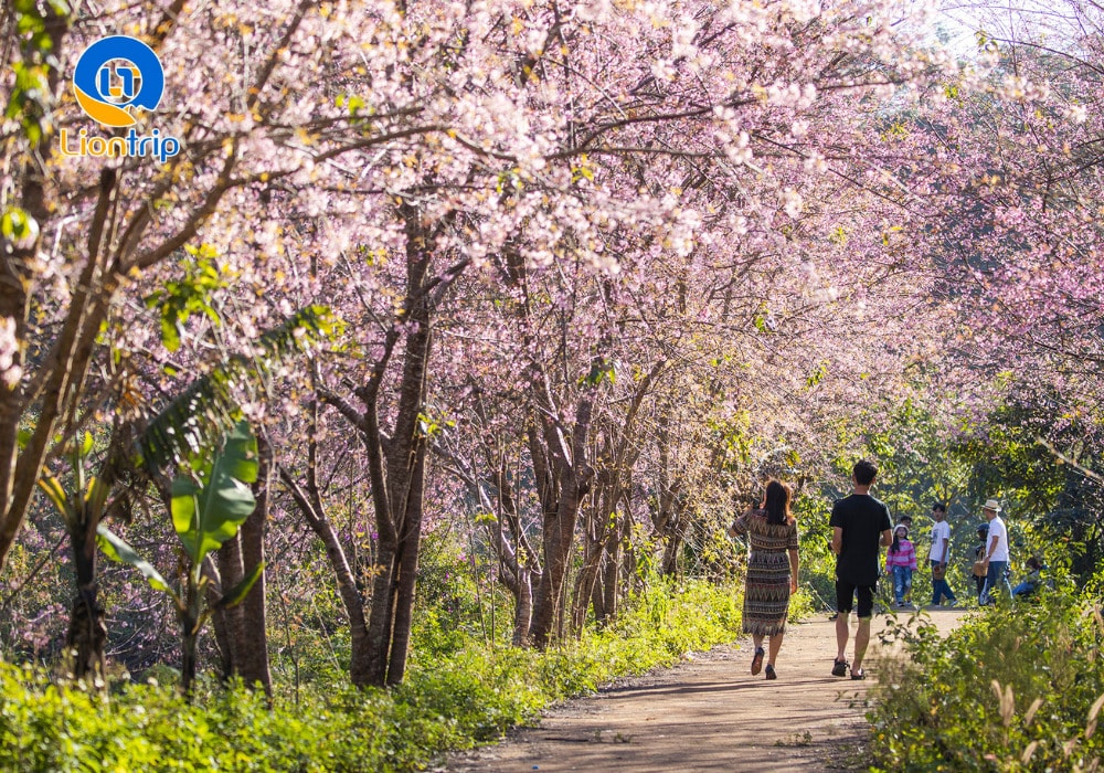 Mùa hoa mai, hoa anh đào Mùa hoa mai, hoa anh đào