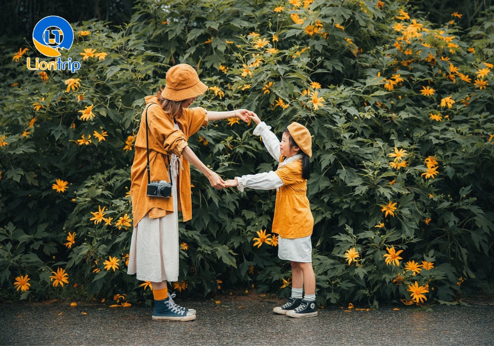 Ngắm mùa hoa dã quỳ vàng rực rỡ Ngắm mùa hoa dã quỳ vàng rực rỡ
