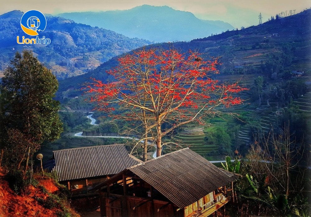 Những chùm hoa đỏ tươi nổi bật giữa nền trời xanh và núi đá xám