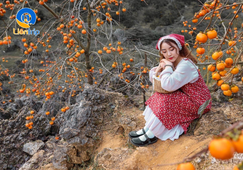 Những đồi hồng ở đây được trồng xen giữa các triền núi thoai thoải Những đồi hồng ở đây được trồng xen giữa các triền núi thoai thoải