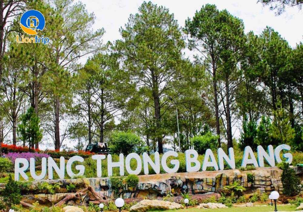 Rừng thông Bản Áng Rừng thông Bản Áng
