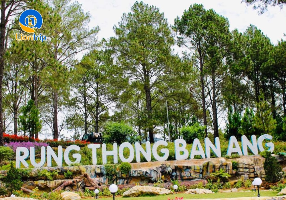 Rừng thông Bản Áng nằm tại xã Đông Sang, huyện Mộc Châu, tỉnh Sơn La Rừng thông Bản Áng nằm tại xã Đông Sang, huyện Mộc Châu, tỉnh Sơn La