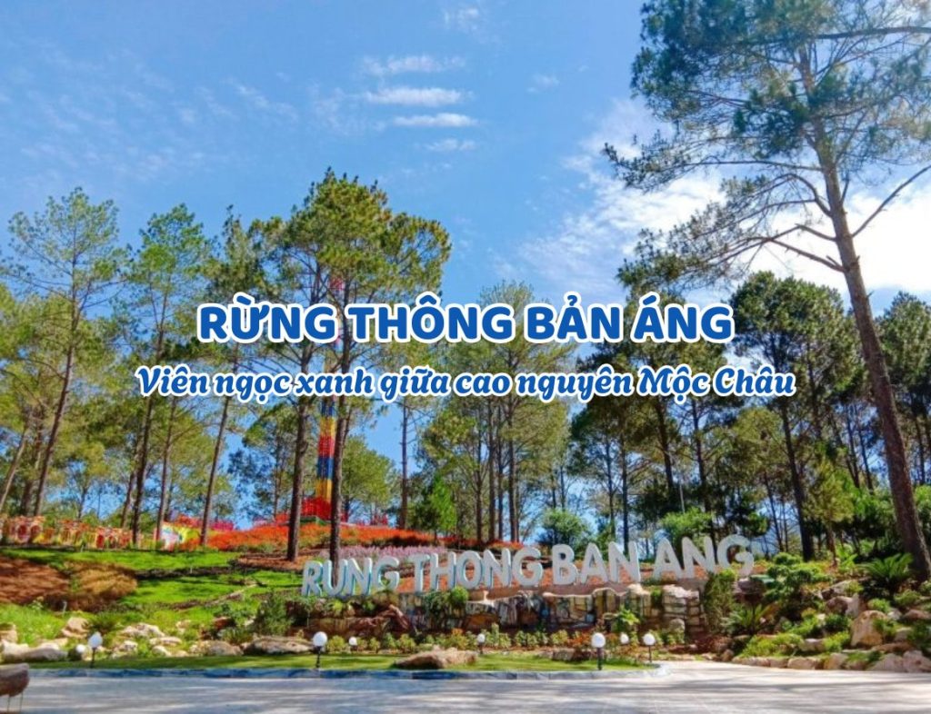 Rừng Thông Bản Áng – Viên ngọc xanh giữa cao nguyên Mộc Châu